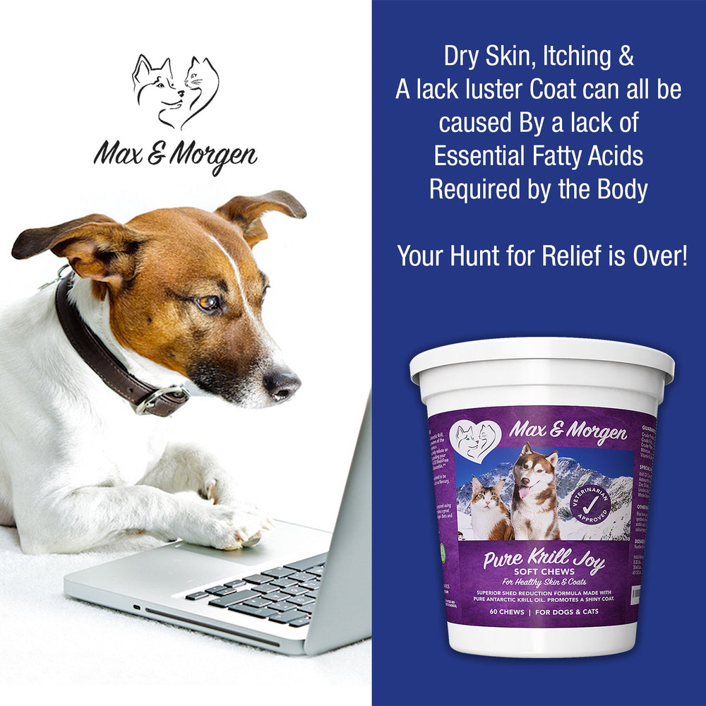 Dog with a shiny coat enjoys Pure Krill Joy for skin and coat support.