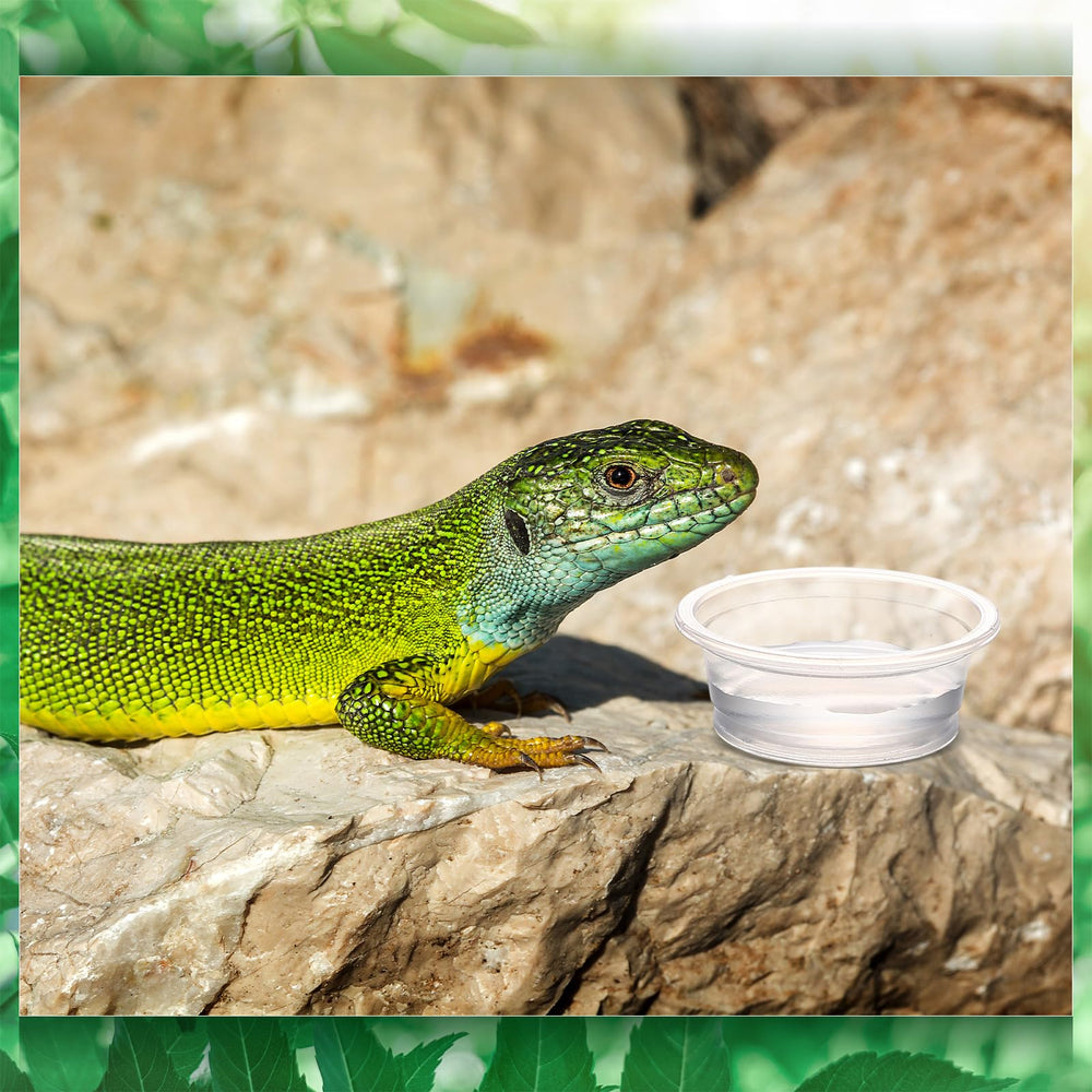 Maxcheck gecko cups for crested geckos and small pets.
