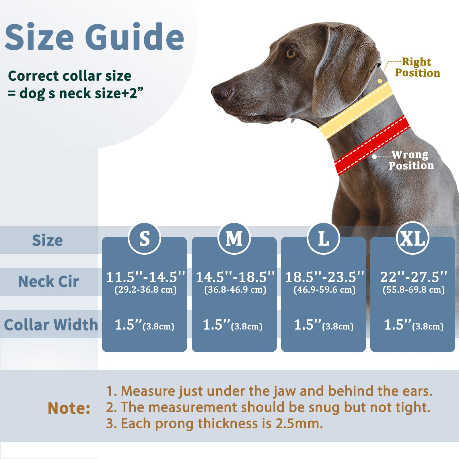 Mayerzon D-ring detail showcases secure leash attachment during training
