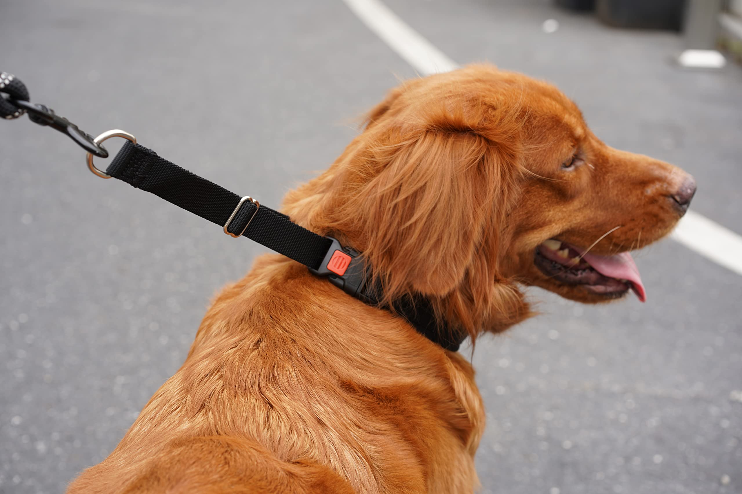 Mayerzon D-ring leash attachment enables secure control during walks