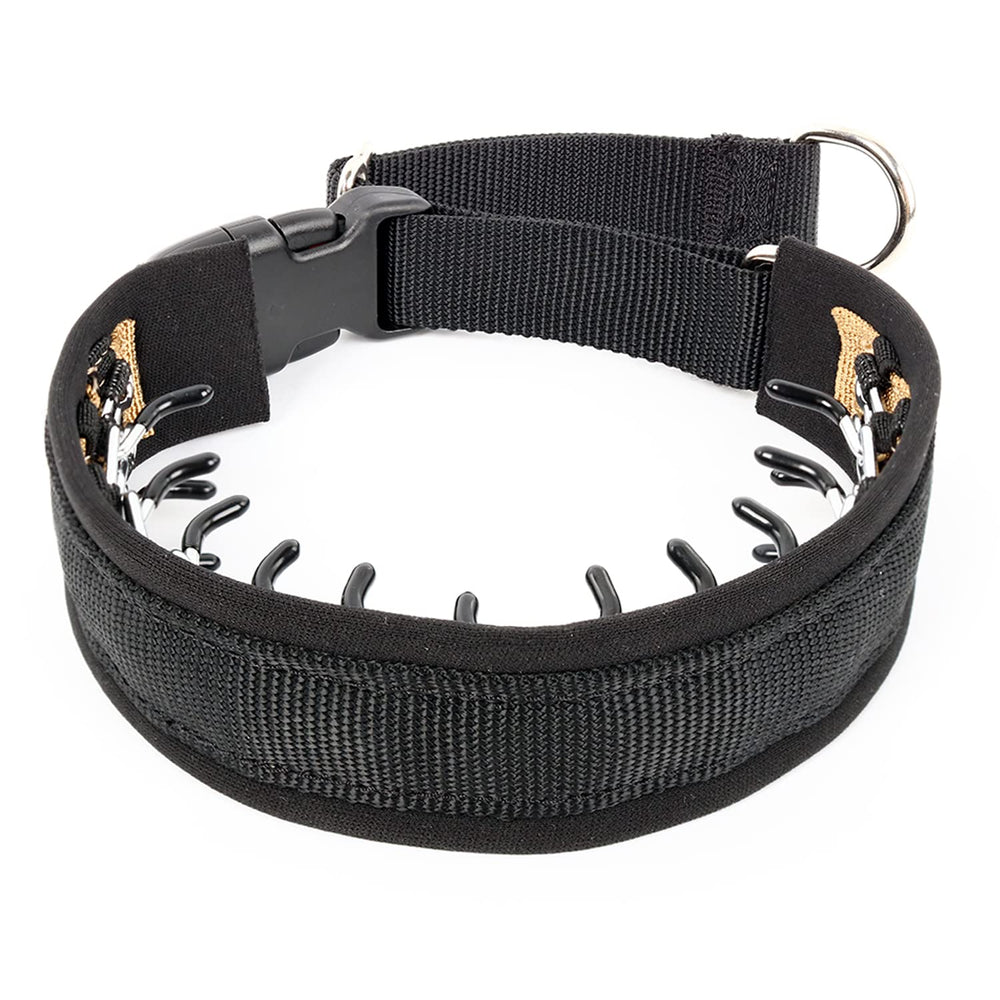 Leash-ready collar resting on a dog's neck