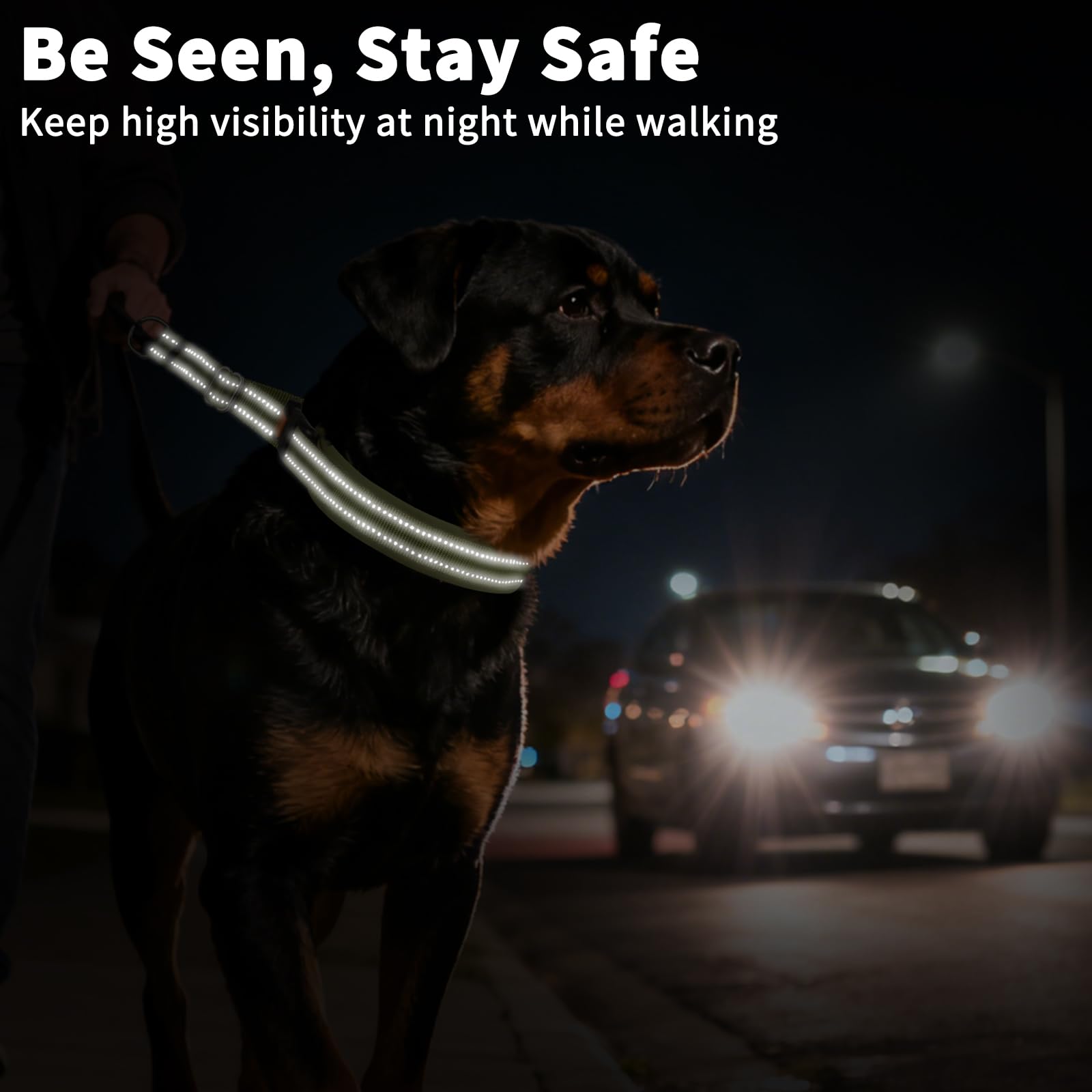 Mayerzon Martingale collar with reflective safety during dusk walks.