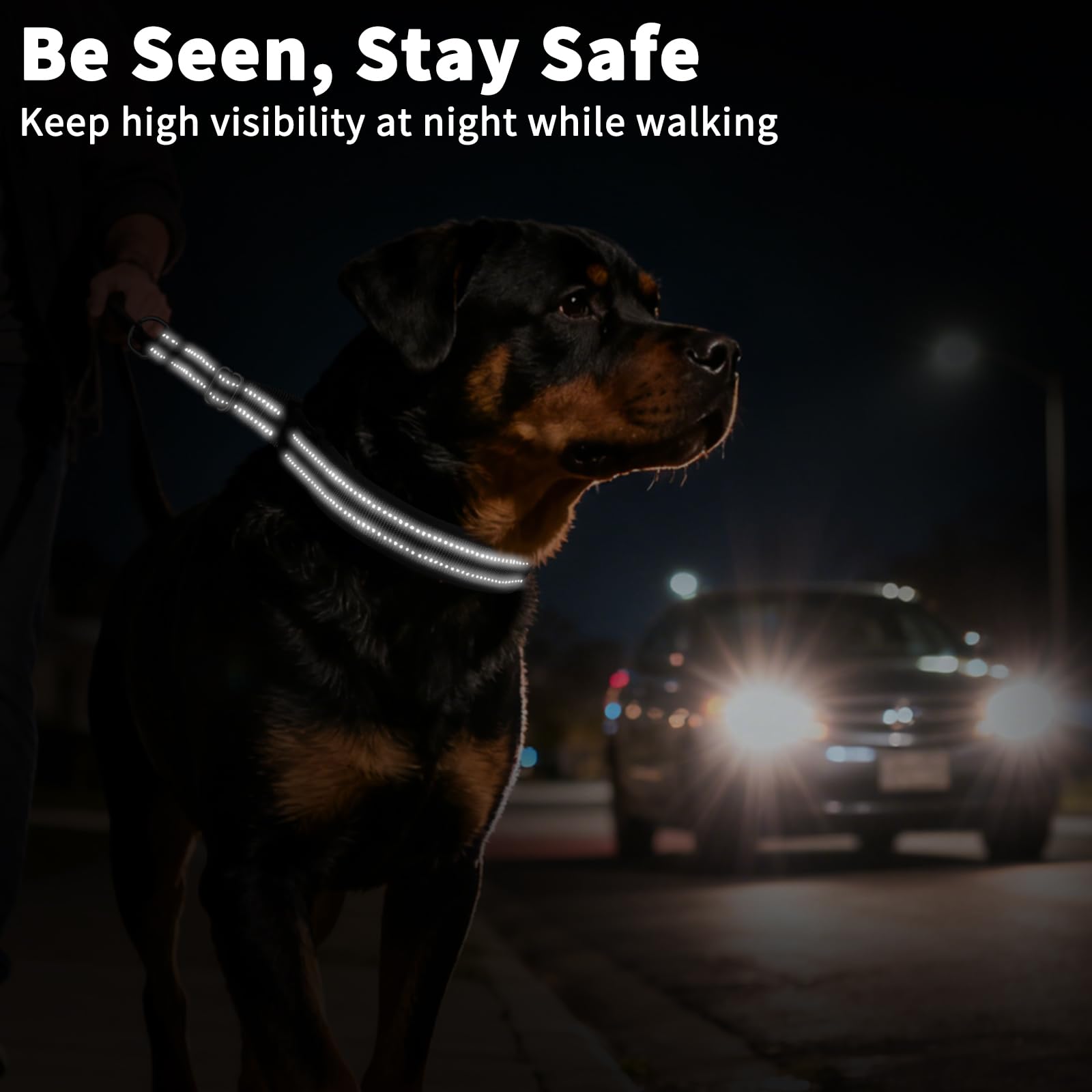 Mayerzon martingale collar in black on dog during outdoor training for safer visibility.