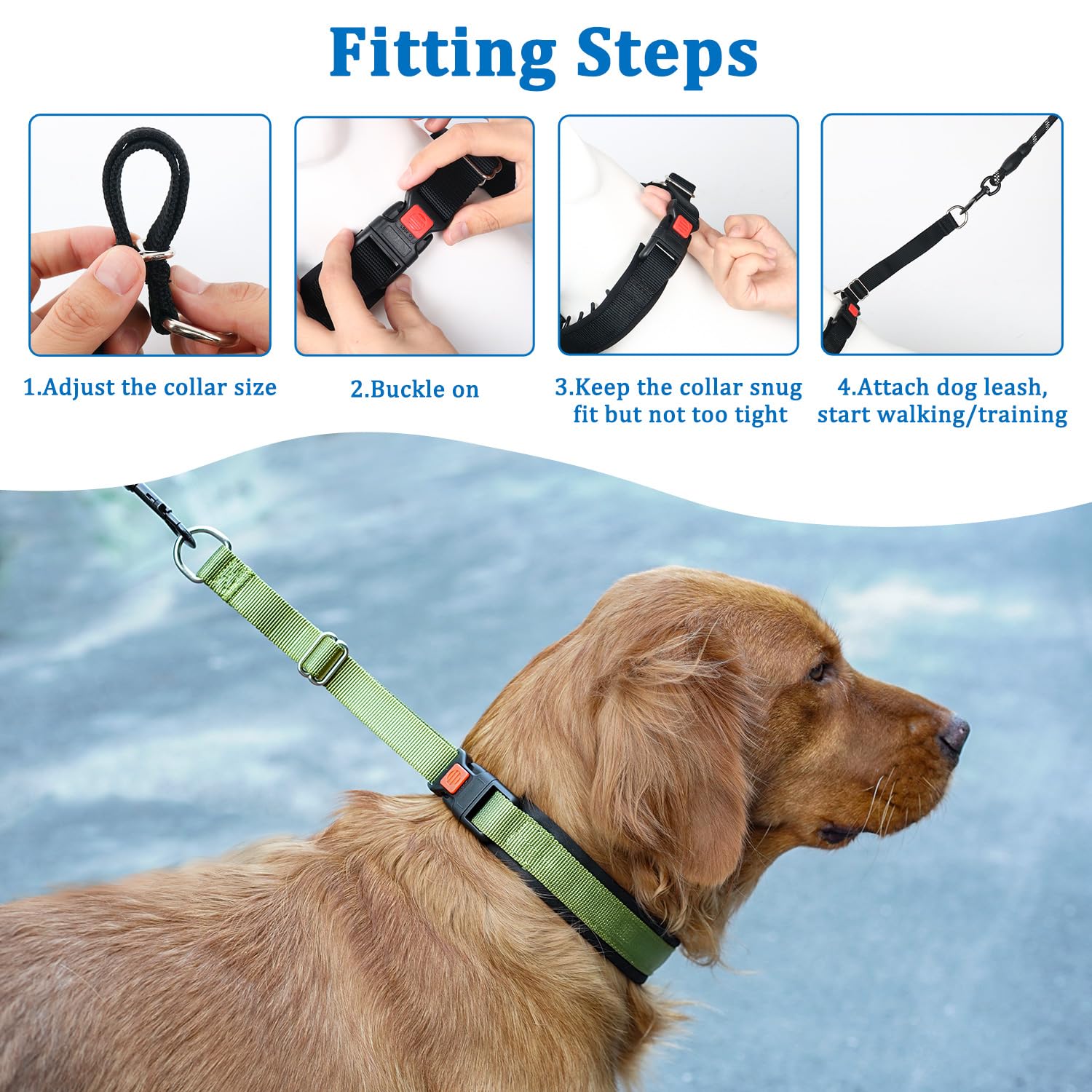 Dog wearing Mayerzon no pull collar during a walk