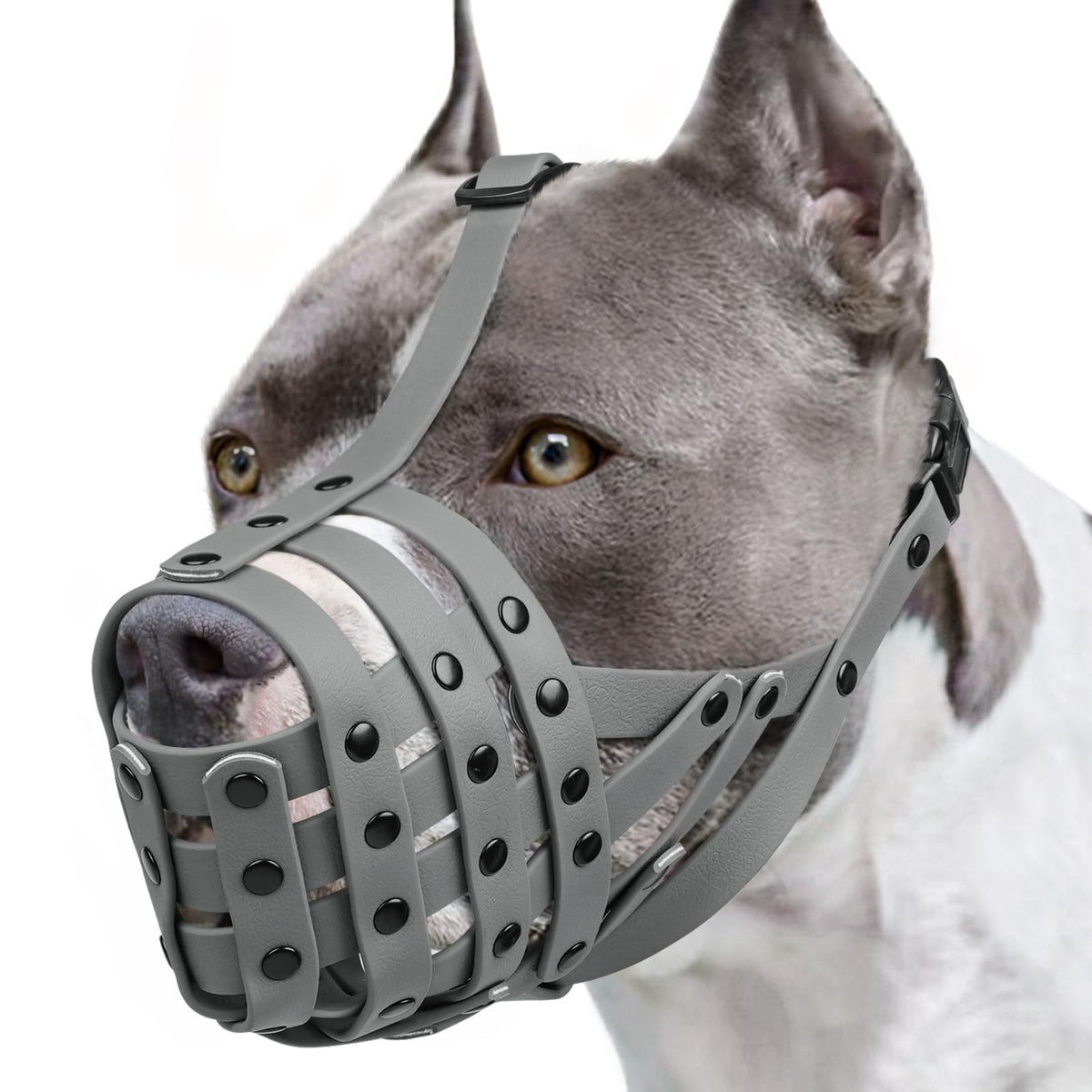 Mayerzon Pitbull Muzzle basket on a dog for safe social interaction