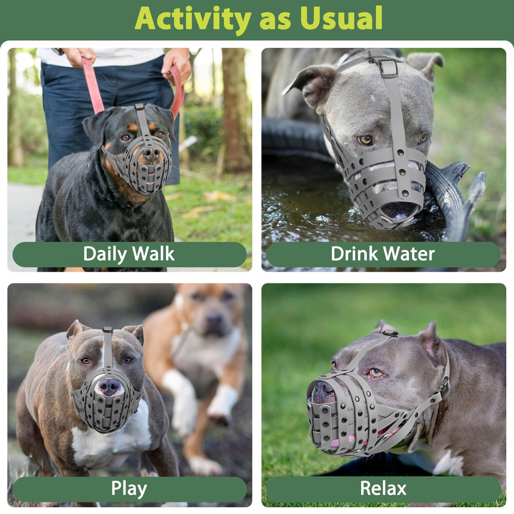 Mayerzon Pitbull Muzzle training ease with positive reinforcement