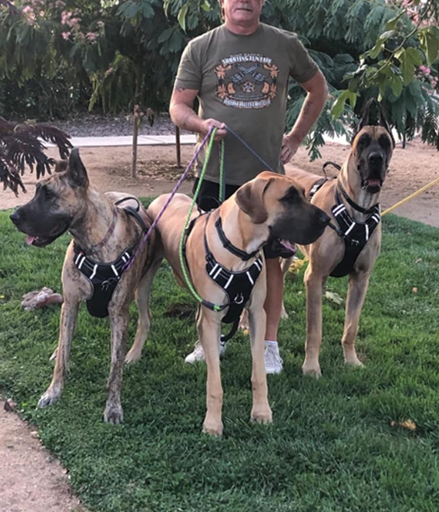 MayPaw 360-degree rotation leash keeps you in control on busy streets