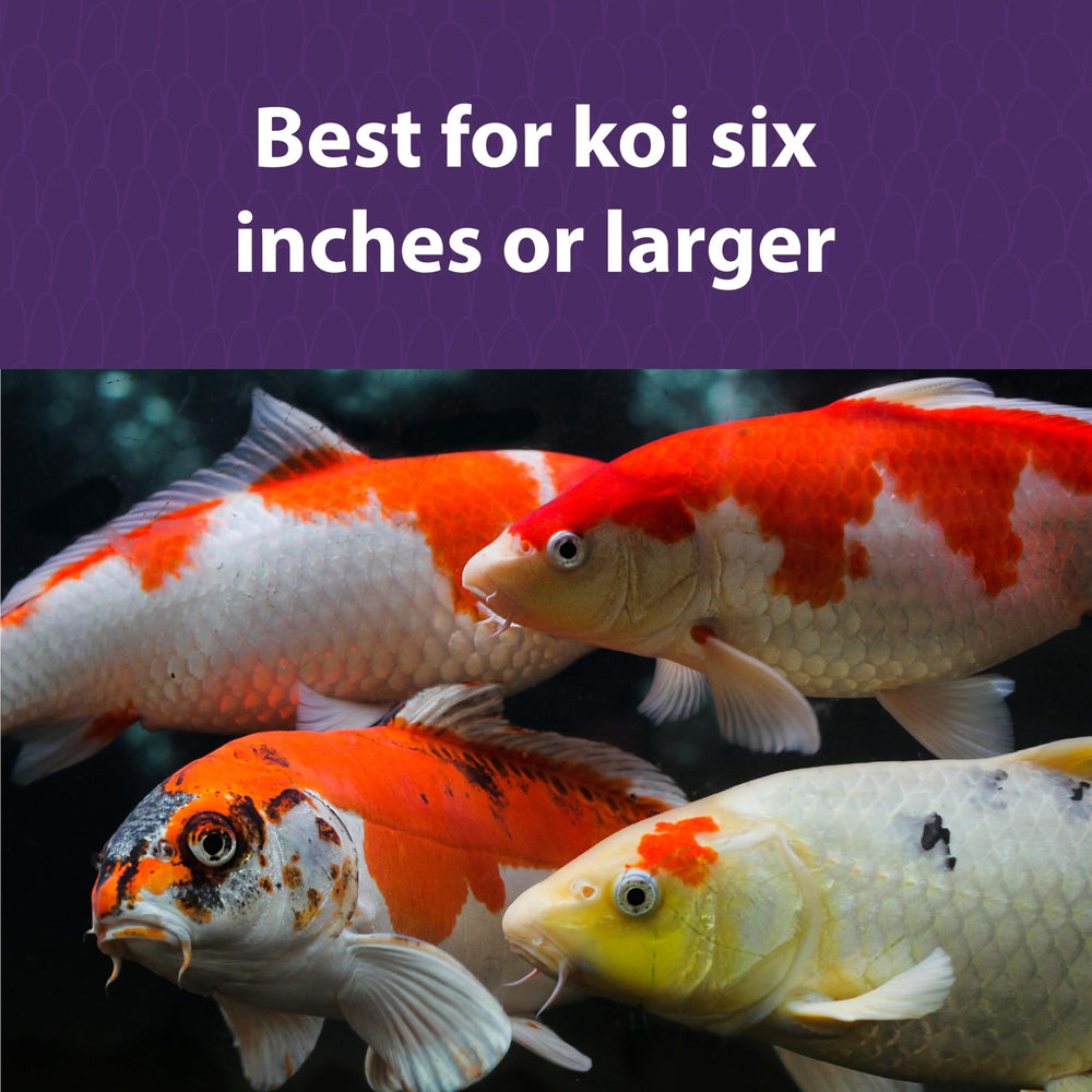 Pellets dispersing on water; Mazuri Koi Platinum Nuggets encourage natural koi foraging.