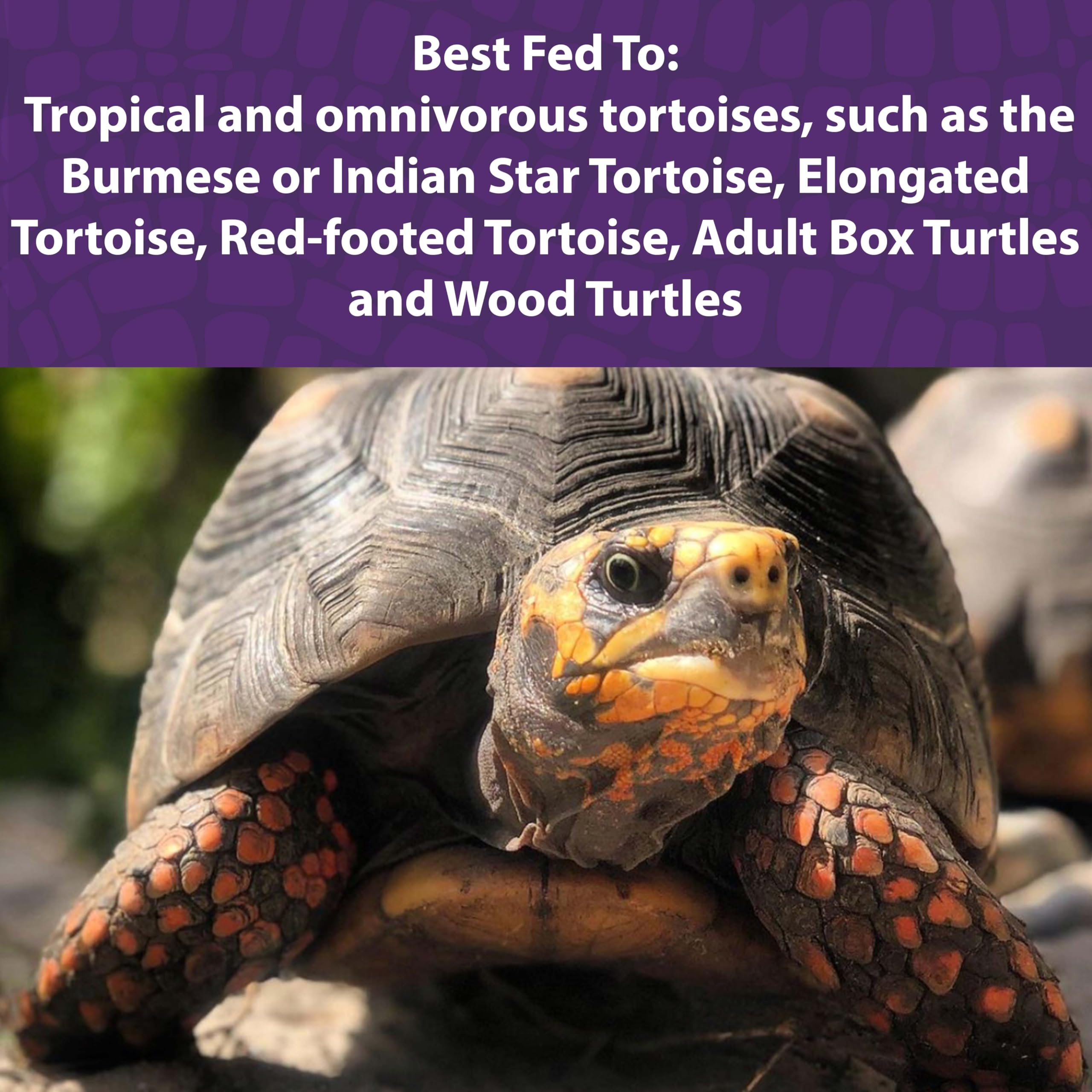 Large-particle Mazuri Tortoise Diet pellets encourage foraging in tortoises.