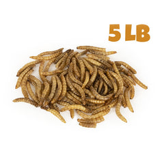 MBTP bulk dried mealworms on a chicken feed setup, highlighting a high-protein snack.