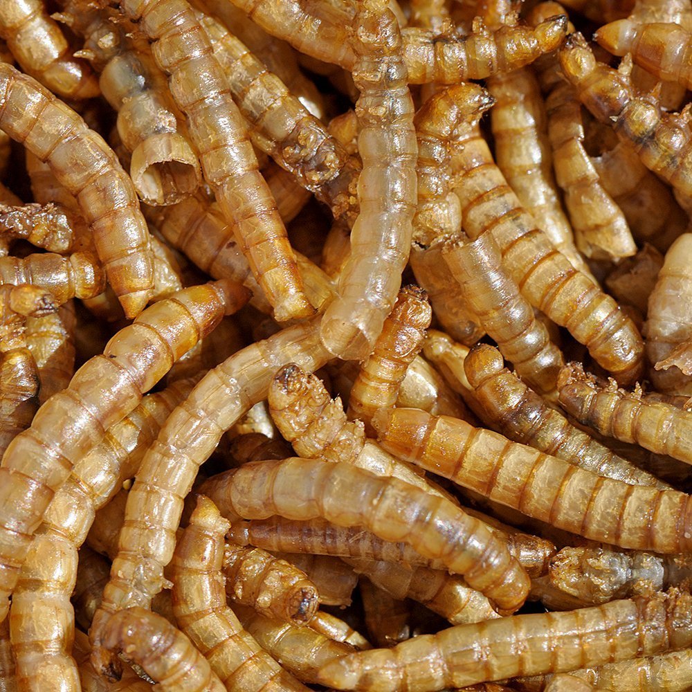 MBTP bulk dried mealworms close-up showing premium quality from a vegetarian diet.