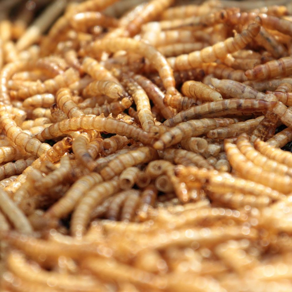 MBTP bulk dried mealworms at wild bird feeder offering a versatile treat.