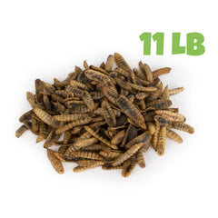 Mealworms by the Pound BSFL larvae close-up highlights protein-rich feed for birds and amphibians.