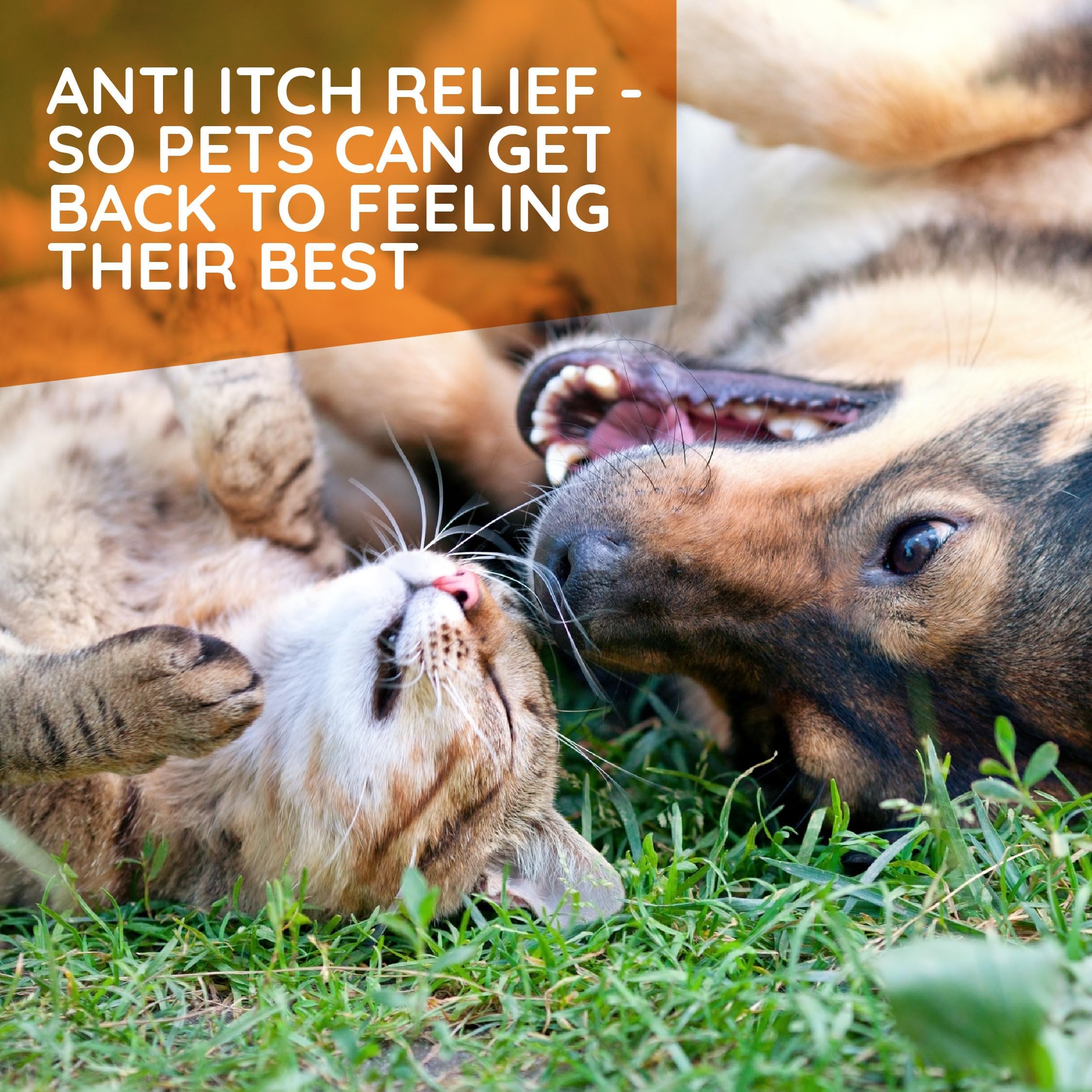 MediNatura T-Relief dog paw close-up highlights soothing relief for itchy paws.