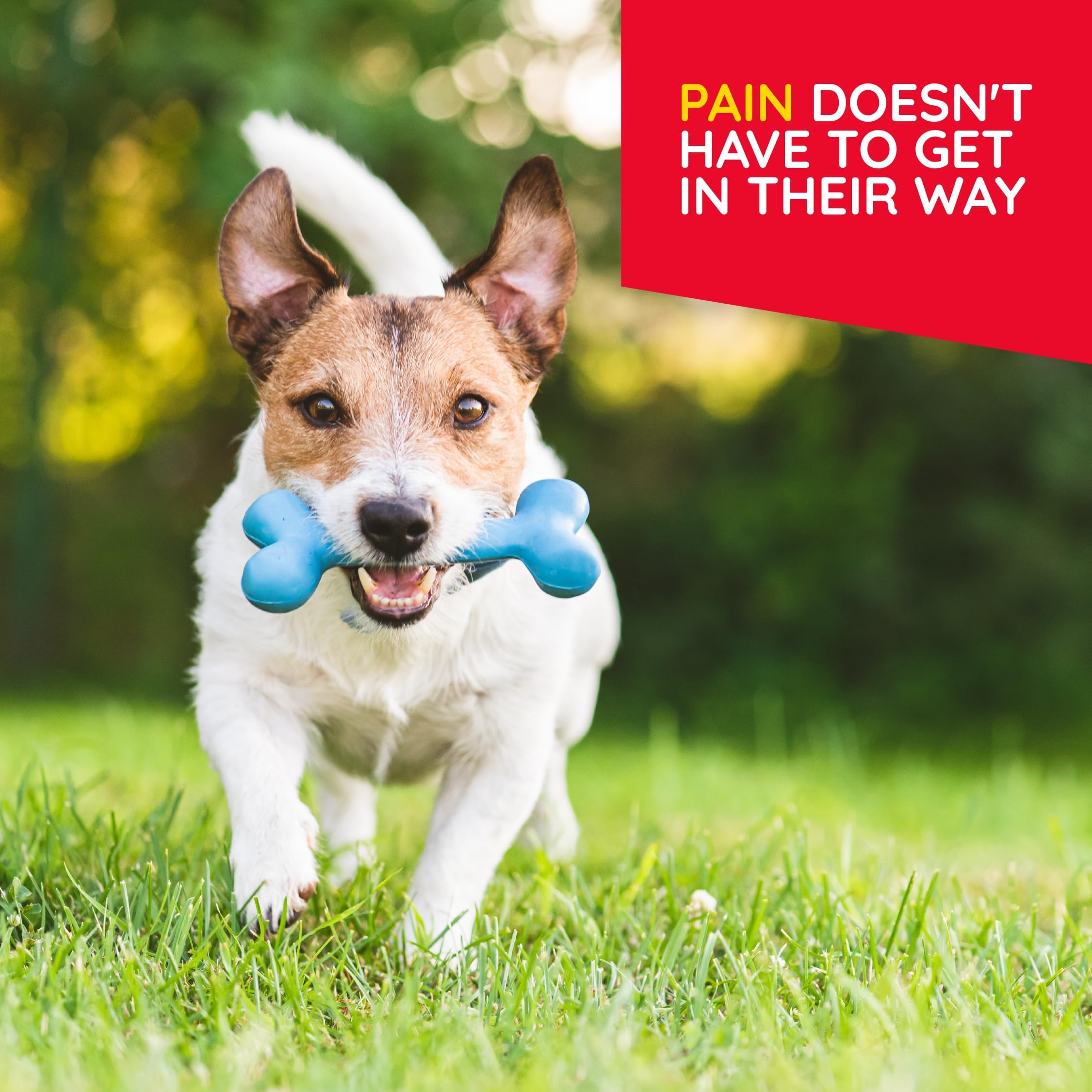 MediNatura T-Relief used with a dog for convenient care