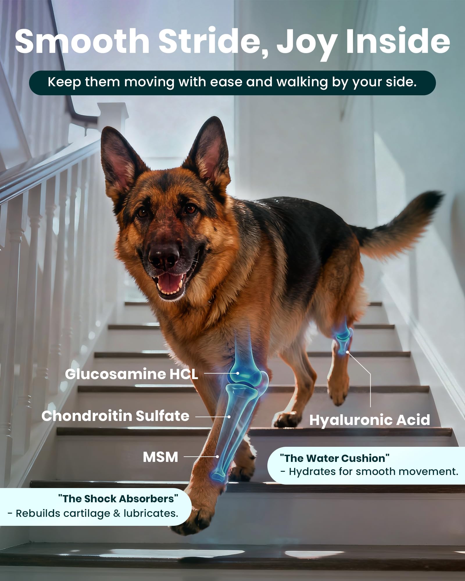MEGPETS NUTRITION NAD+ glucosamine formula panel showcases joint support ingredients.