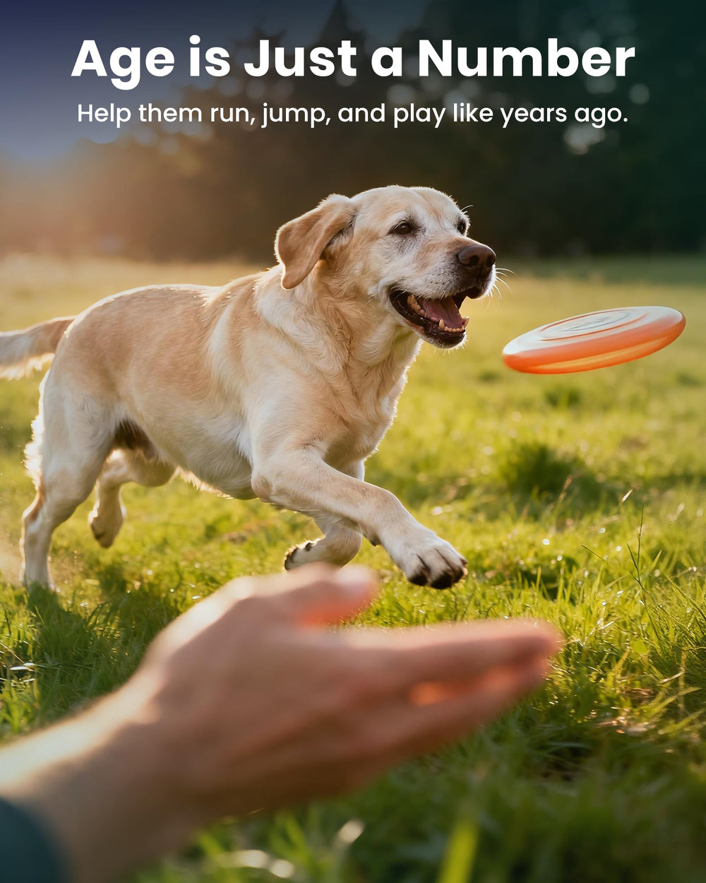 MEGPETS NUTRITION NAD+ blend with resveratrol and CoQ10 for oxidative support.