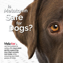 Mela-Vet Melatonin soft chews close-up texture suggests easy dosing and palatability