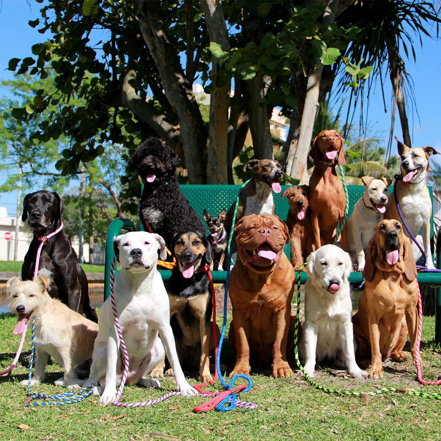 Mendota Pet Slip Leash Made in USA showcases hand craftsmanship and quality