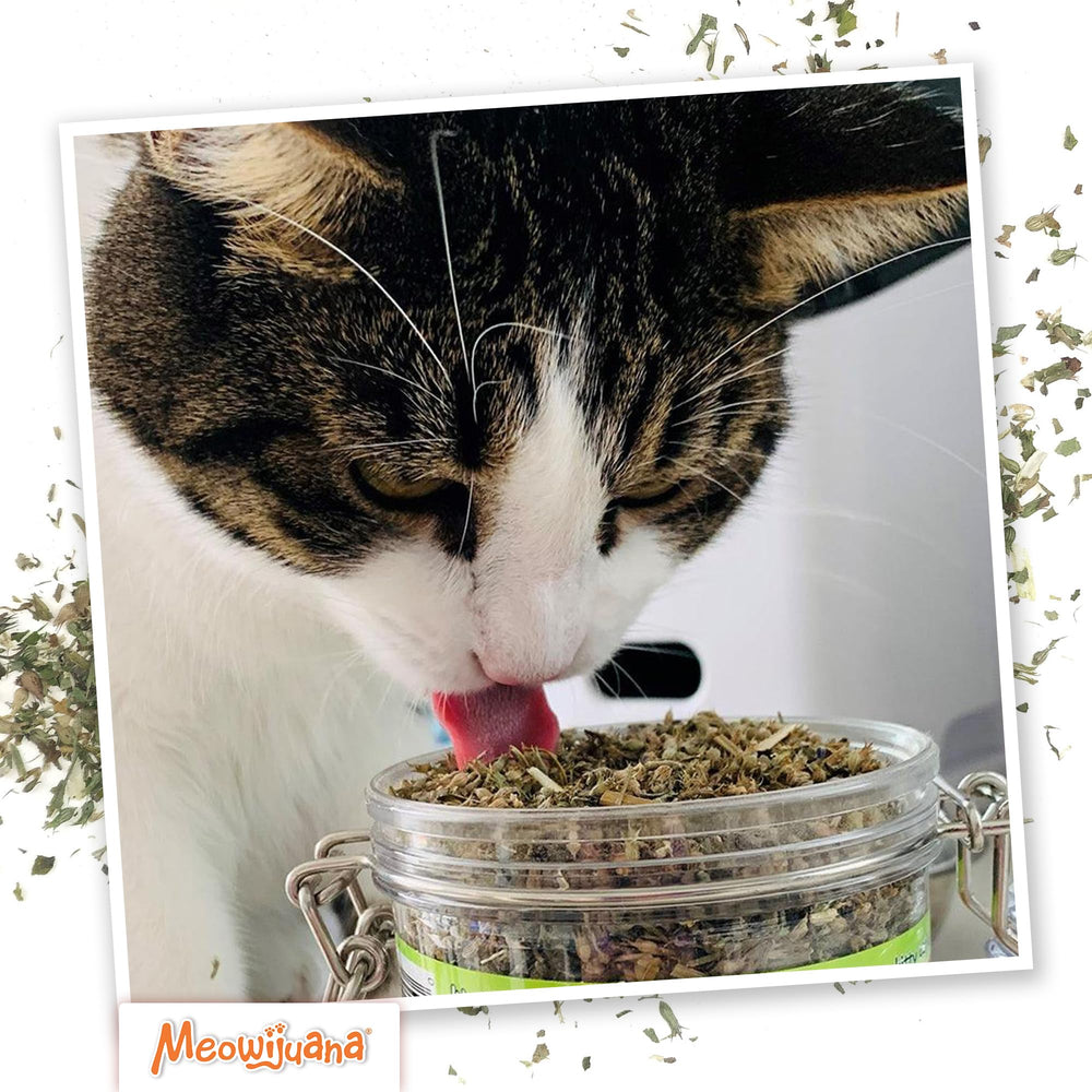 Meowijuana cat enjoys playtime after exposure to Pawty Mix in bed or toy.