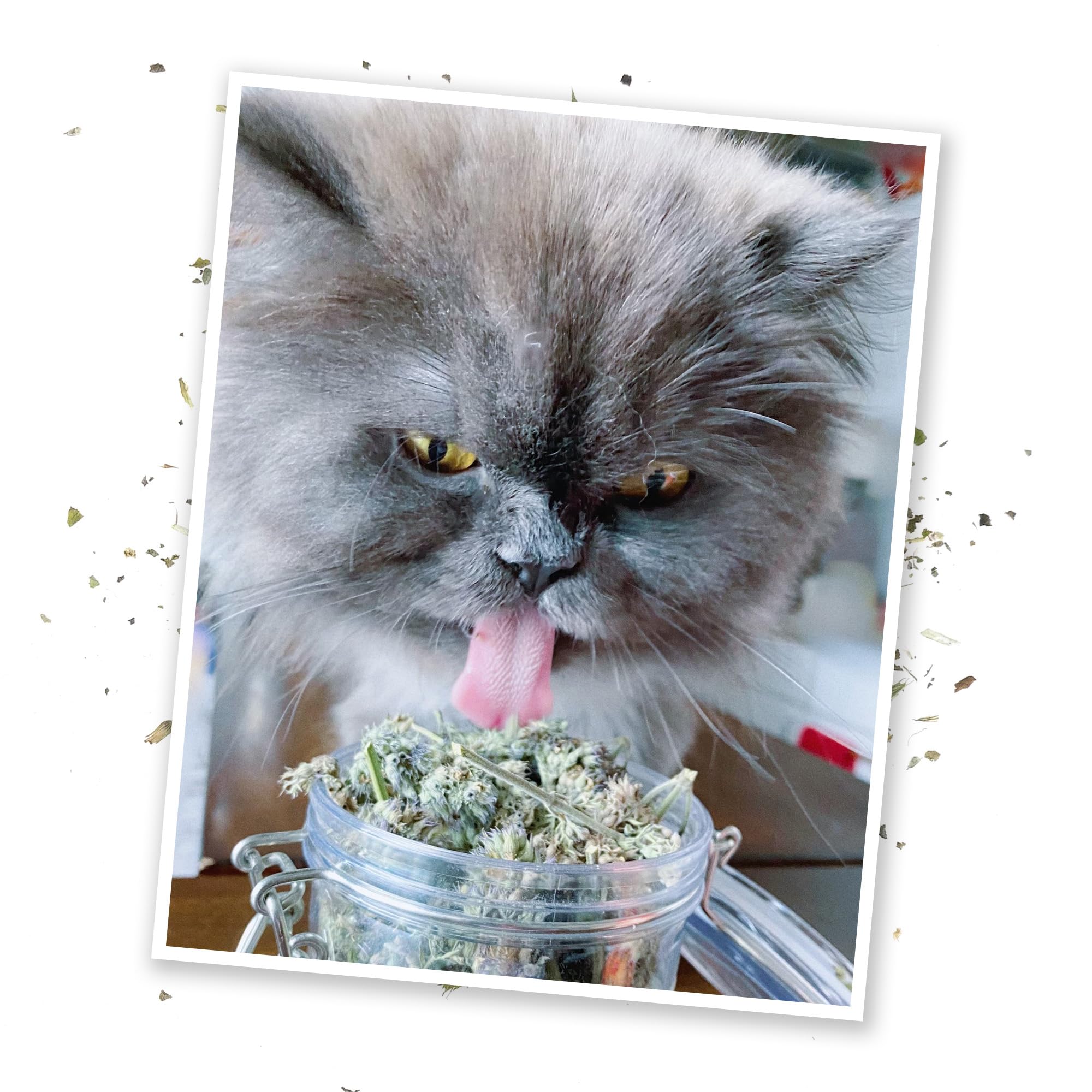Meowijuana catnip toy being enjoyed by a cat during play.
