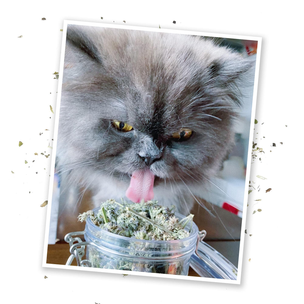 Meowijuana catnip toy being enjoyed by a cat during play.