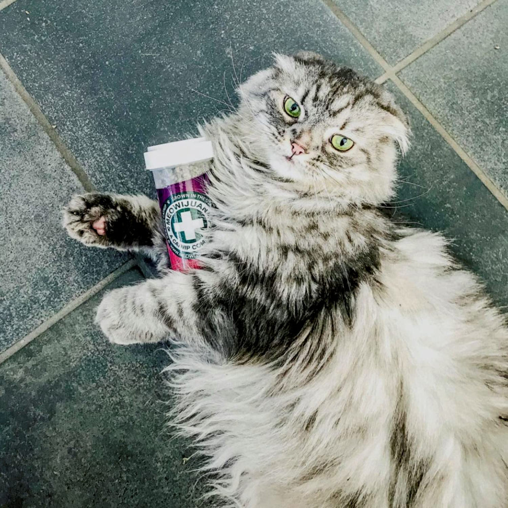 Perfect gift for cat lovers and feline households.