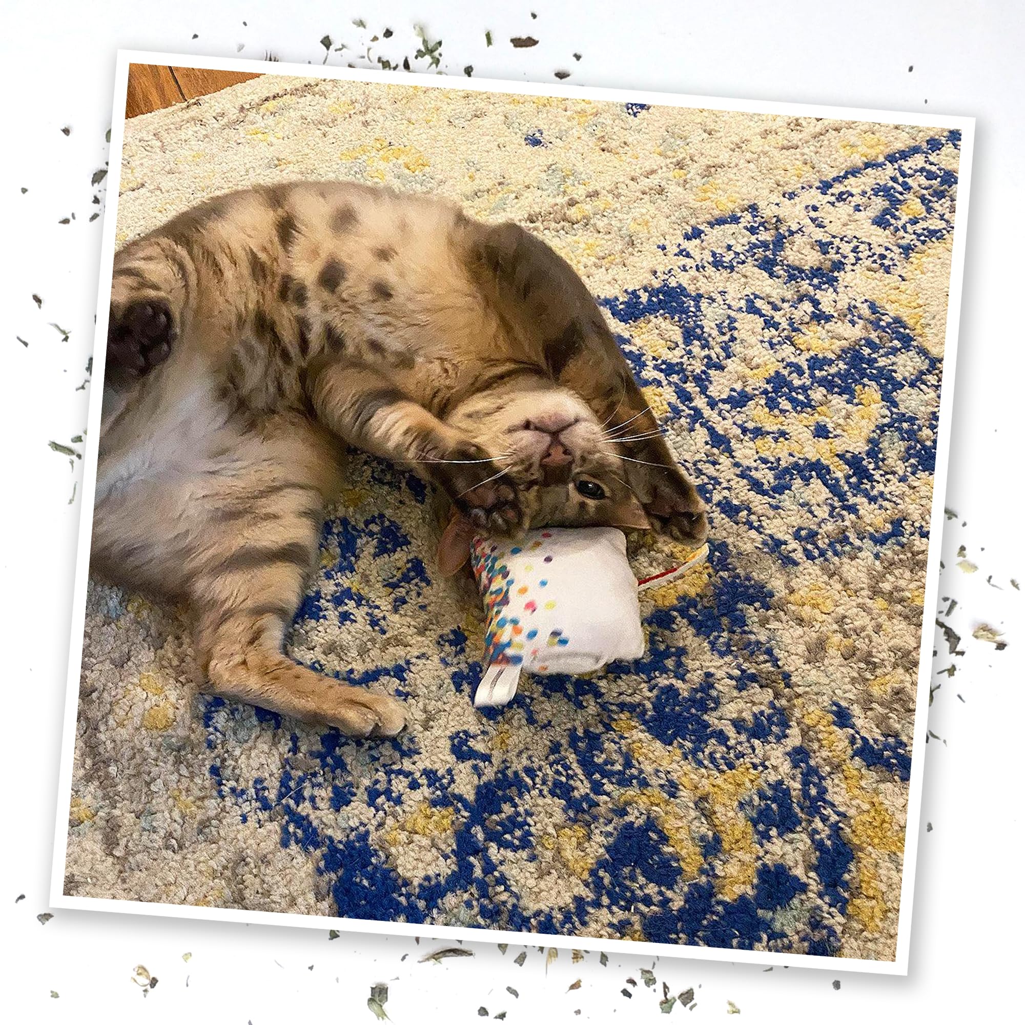 Meowijuana catnip enrichment for indoor cats.