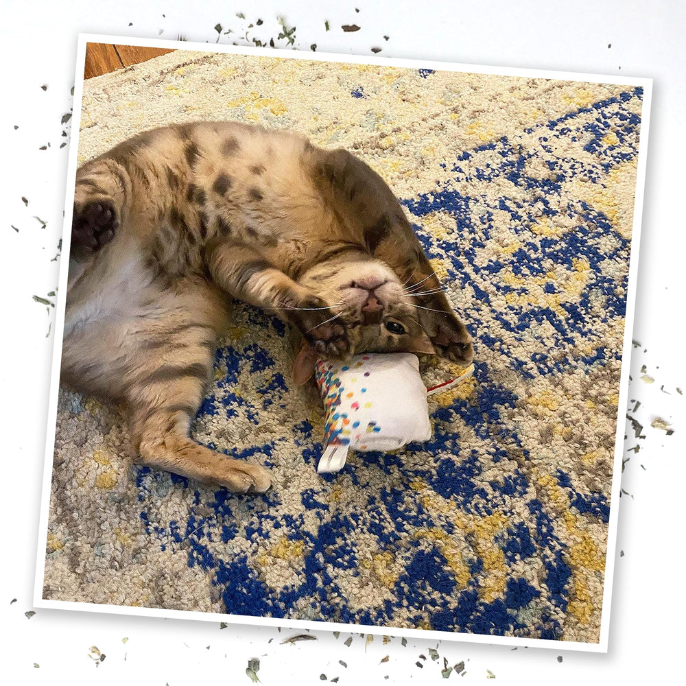 Meowijuana catnip enrichment for indoor cats.