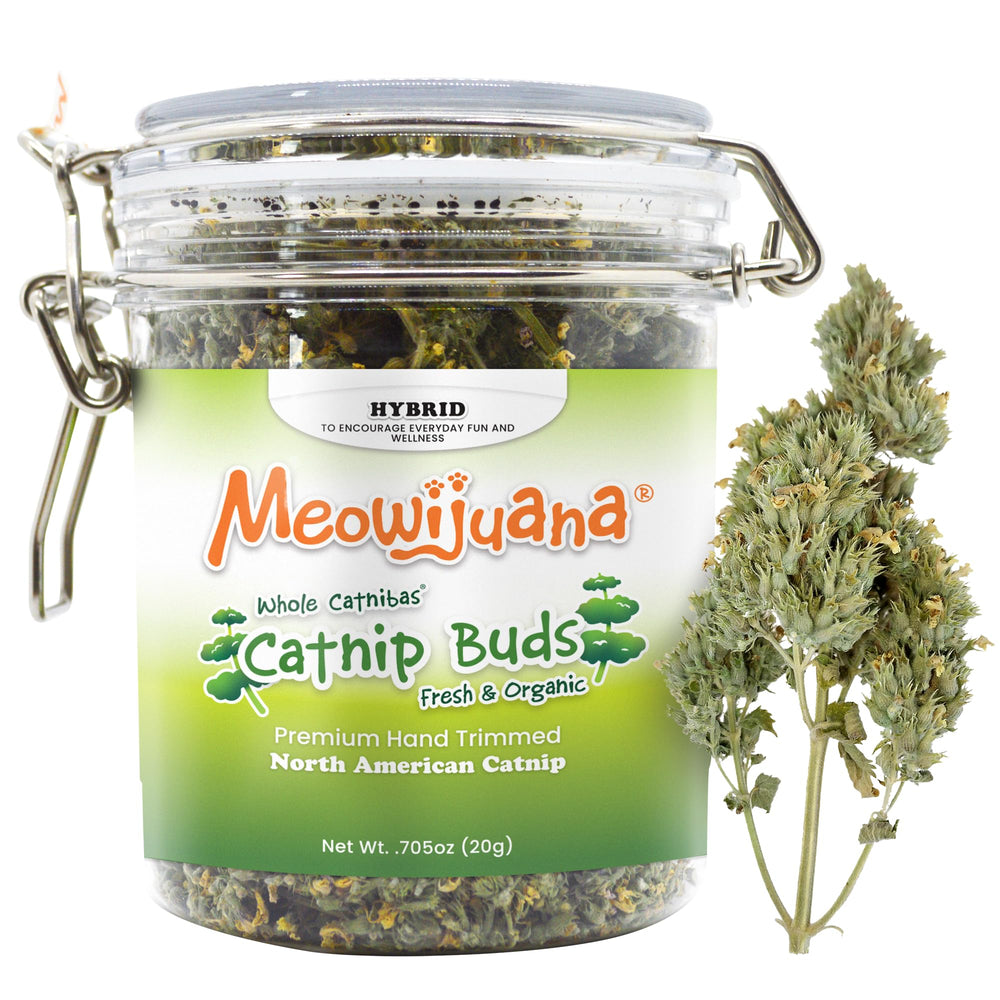 Meowijuana dried catnip buds in a jar for extended playtime.