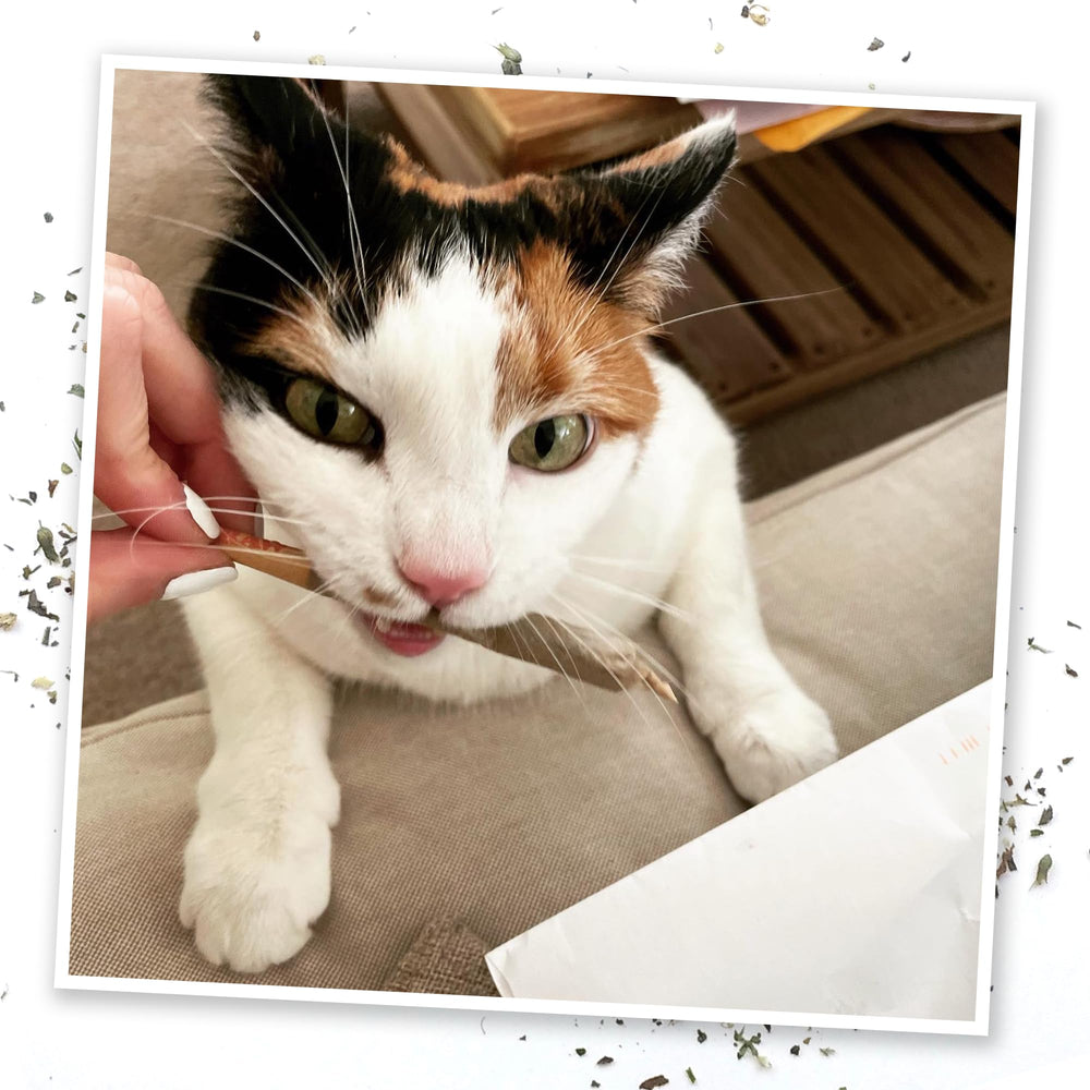Meowijuana feline-friendly catnip, safe and non-addictive for indoor cats.