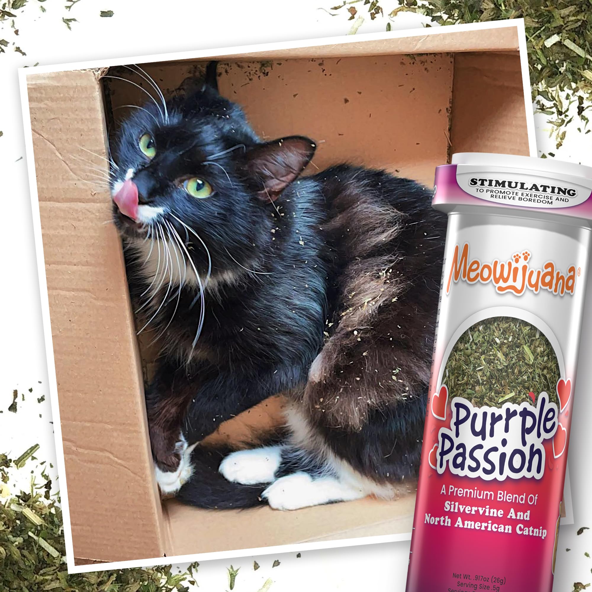 Meowijuana organic North American catnip harvest promotes sustainable sourcing.