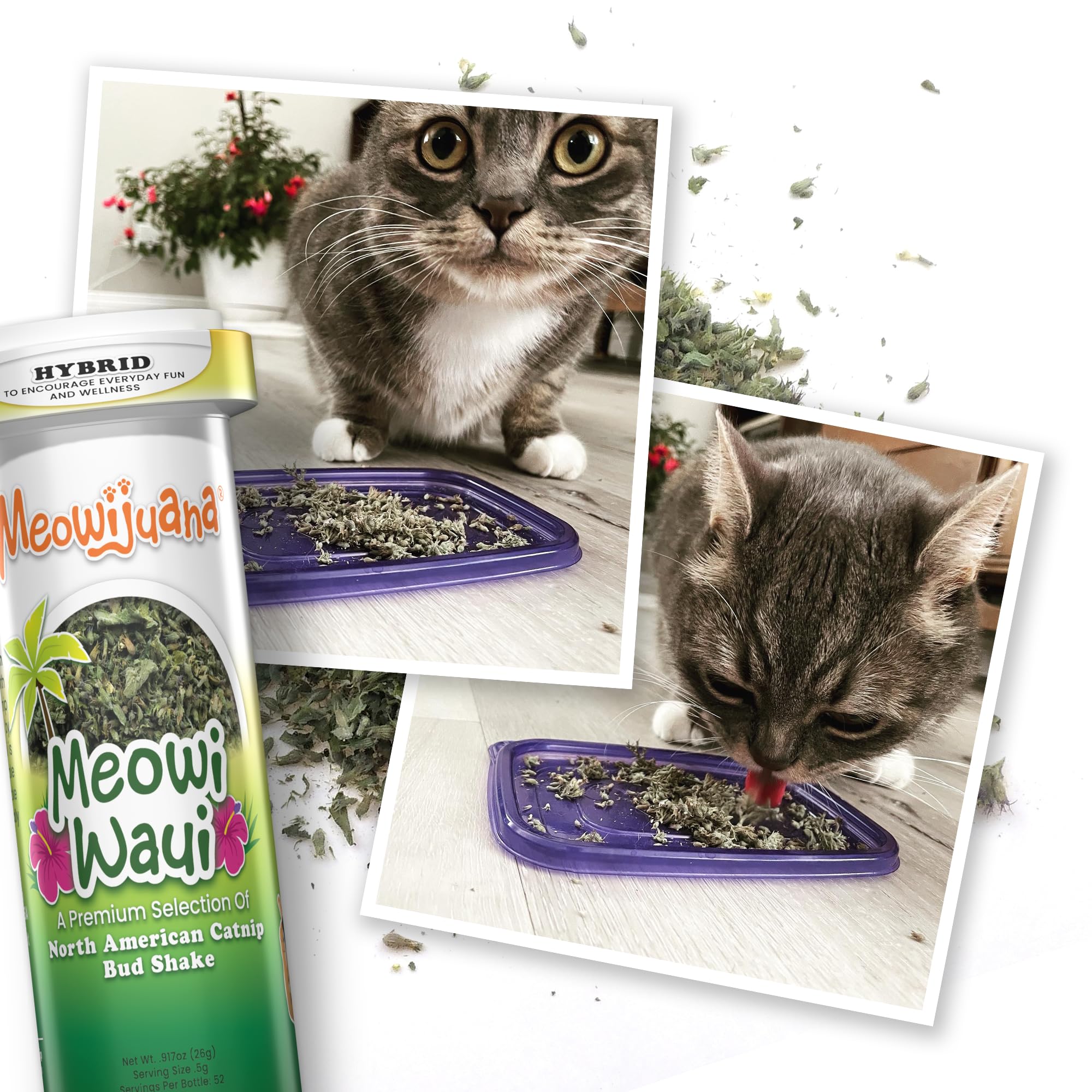 Meowijuana sprinkle-and-play setup with catnip sprinkled on a toy.
