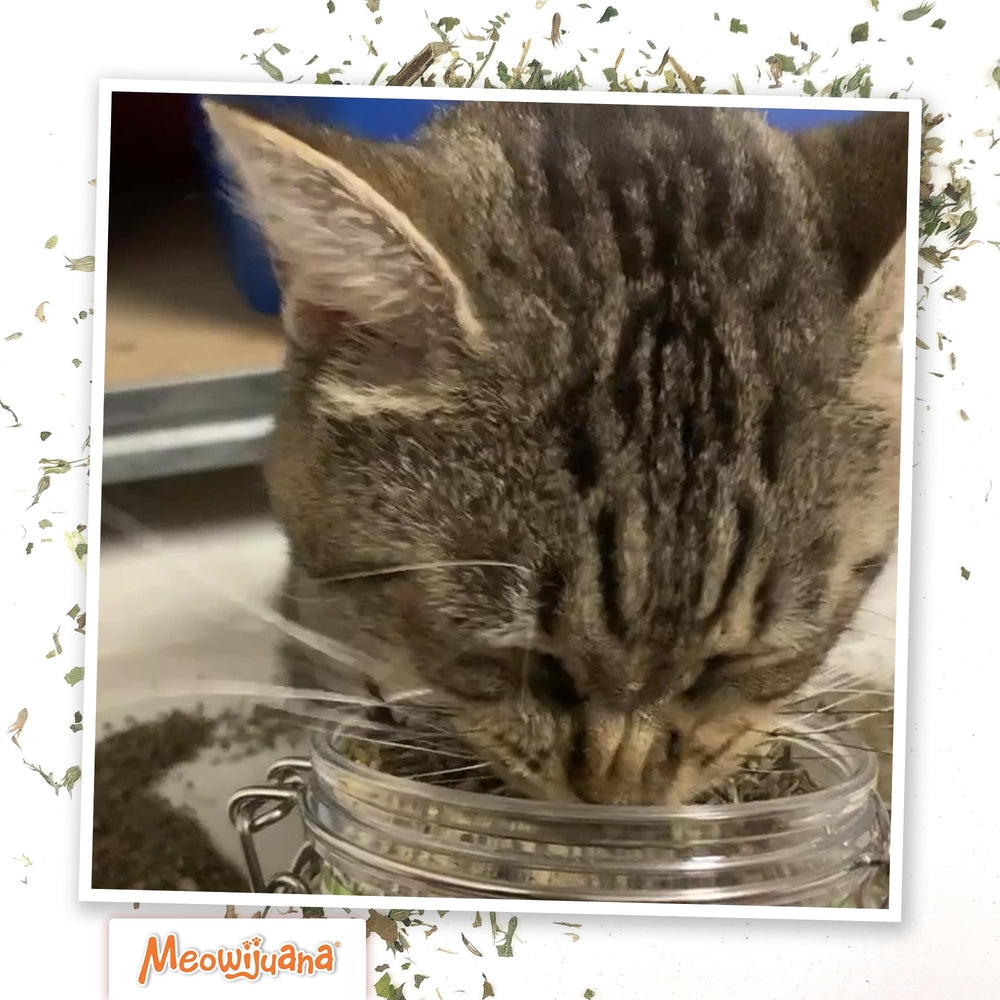 Meowijuana sprinkle tip showing how to add a pinch on bed or scratcher.