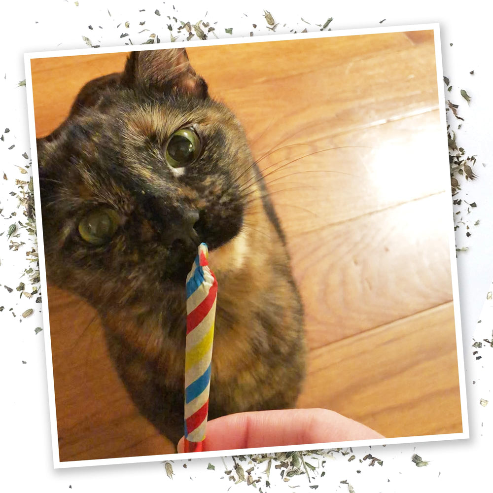 Meowijuana toy with hidden pocket for fresh catnip refill.