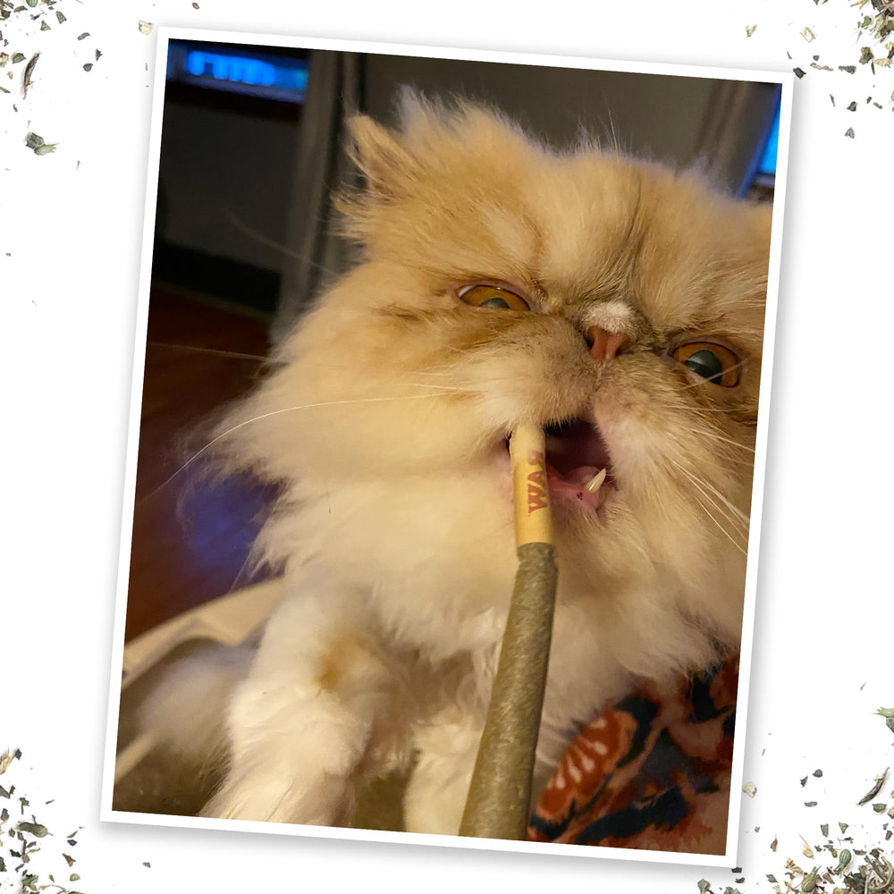Meowijuana catnip joint can be sprinkled or used whole for versatile play.