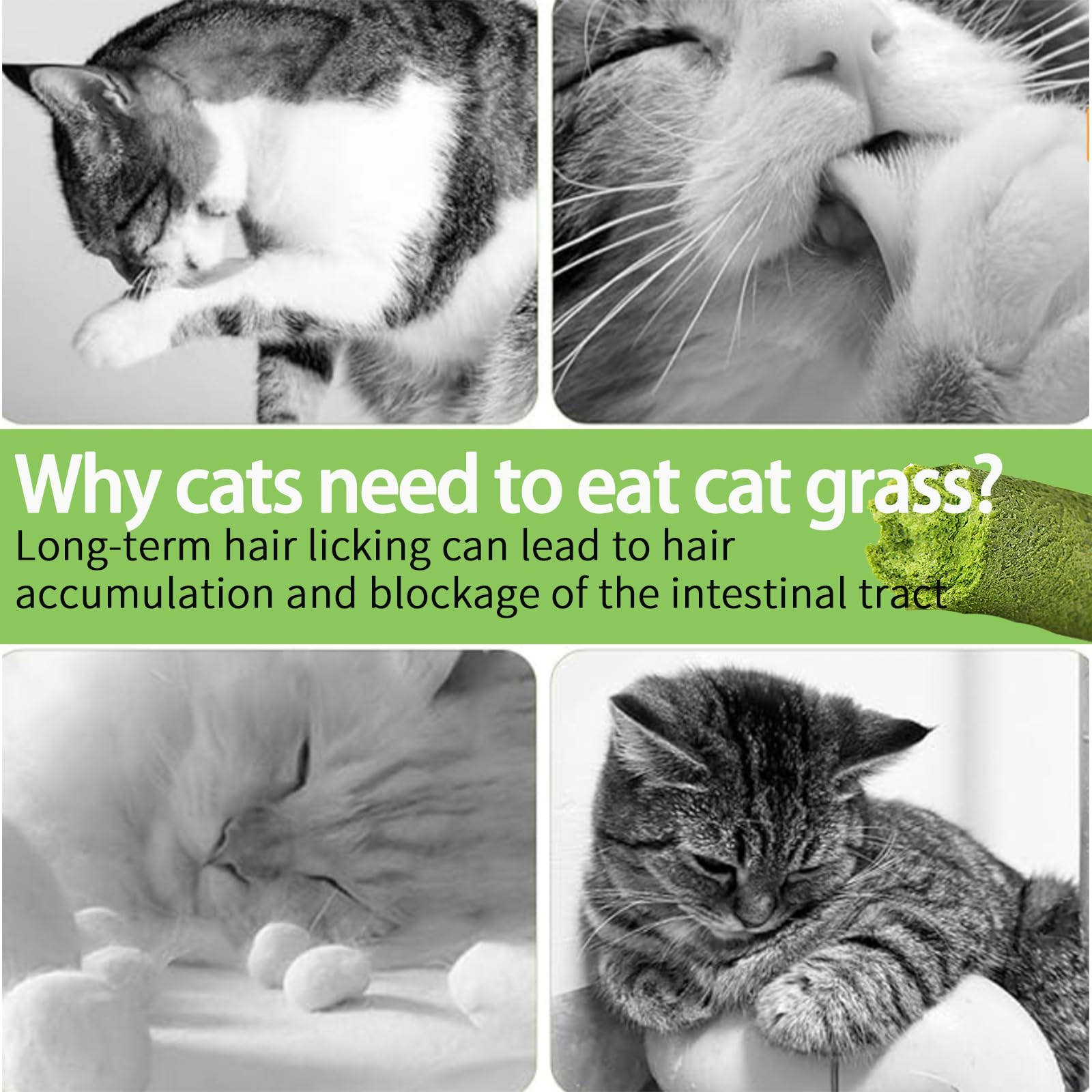 Indoors outdoors: suitable for cats of all ages, no artificial ingredients.