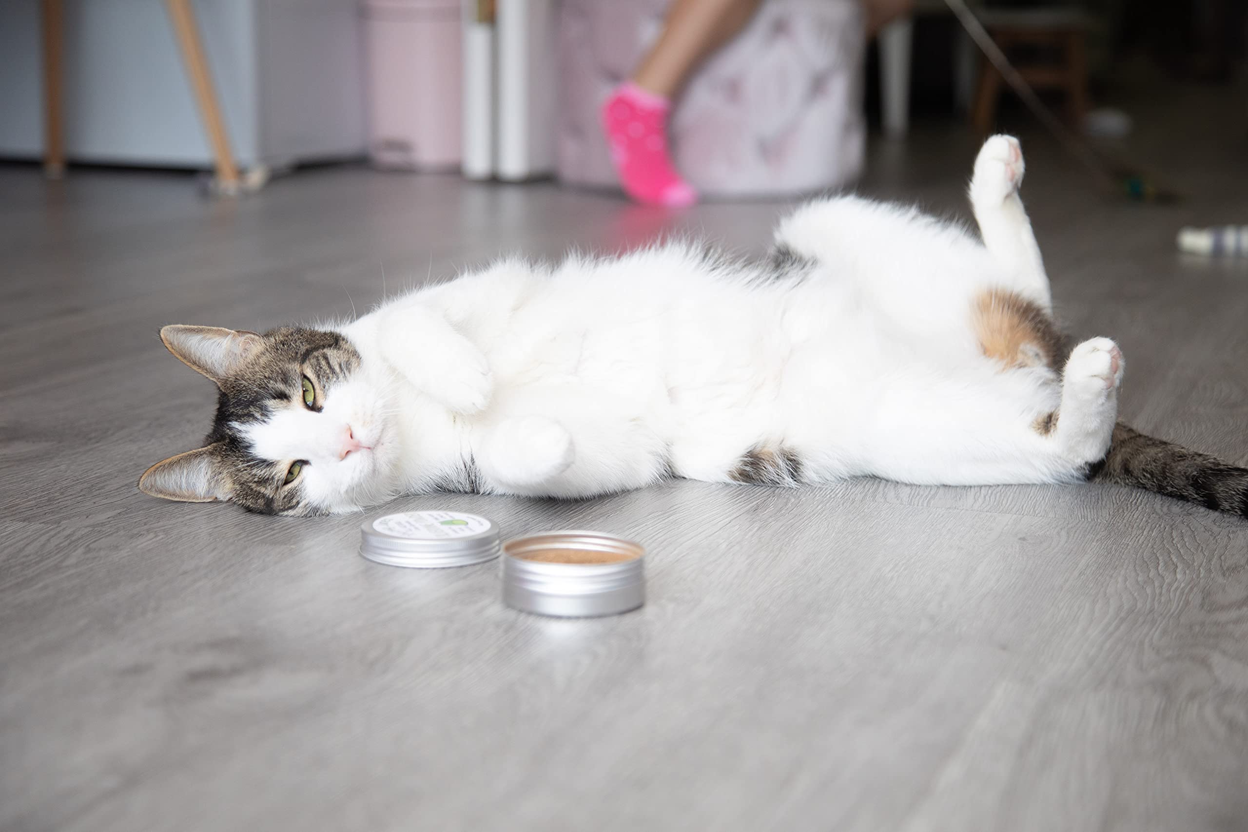 Sealed Meowy Janes Silver Vine reusable tin highlights eco-friendly packaging.