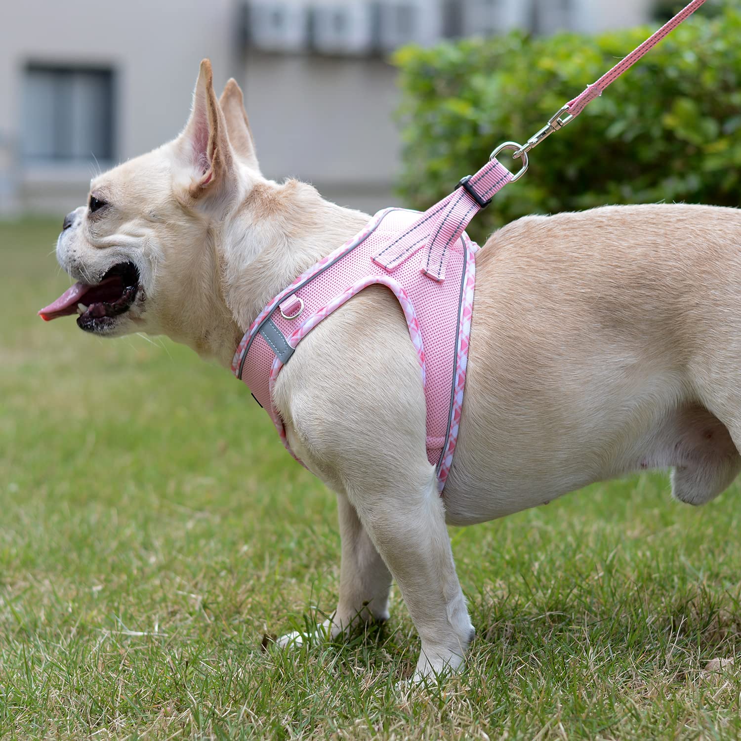 Long 140 cm leash with a padded handle included in the set.