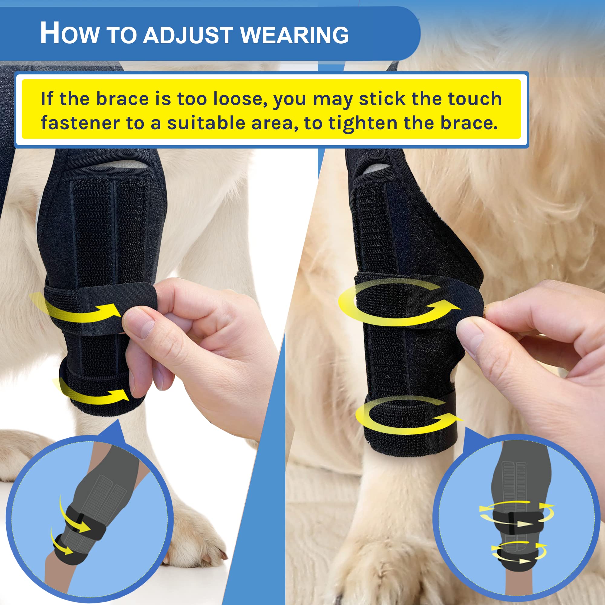 MerryMilo dog knee brace while walking, supports mobility and helps maintain activity.