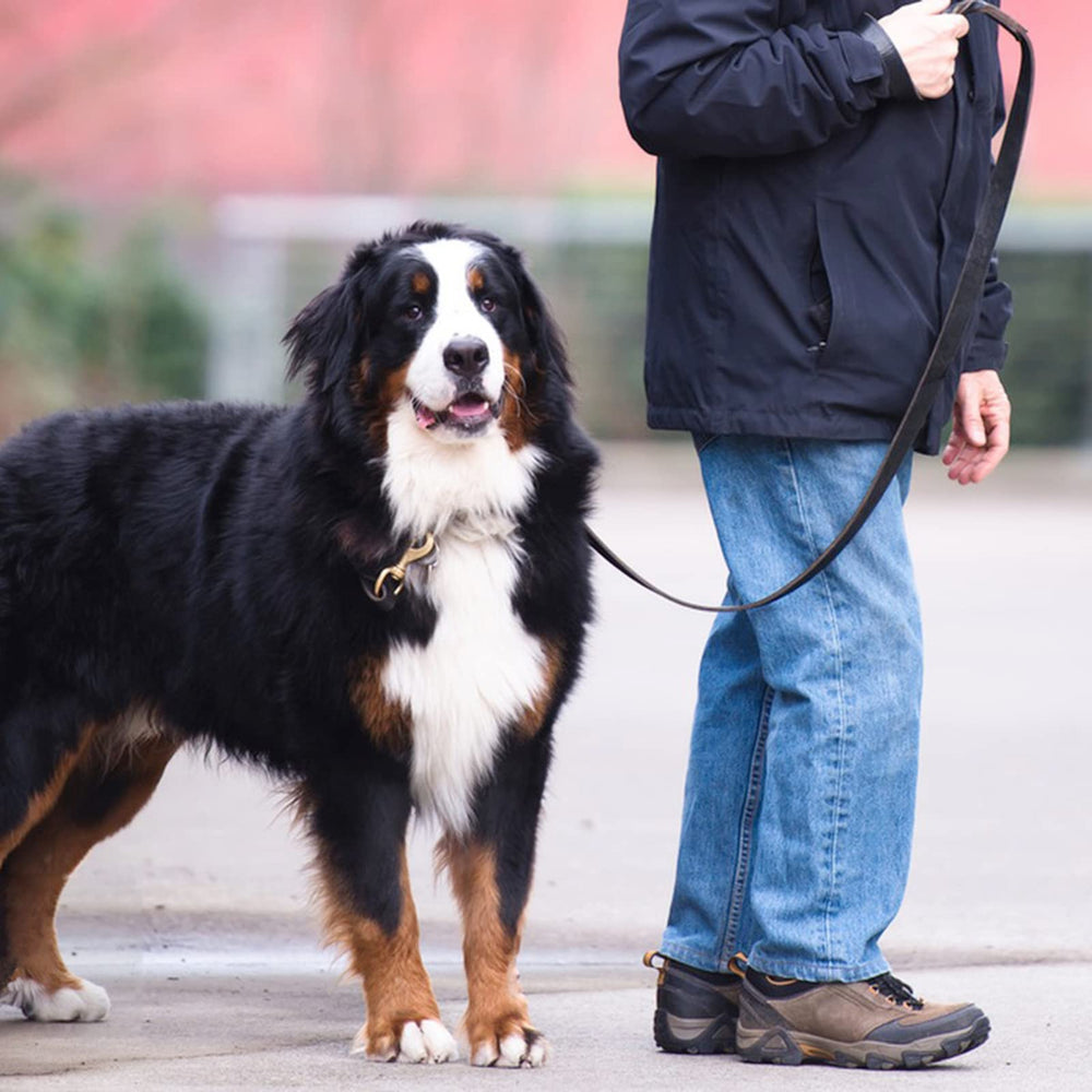 Meruogkar brown leather leash suited for large and small dogs