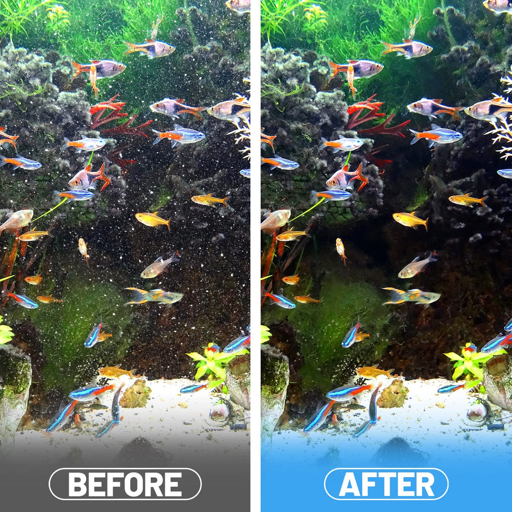 Crystal-clear water after MEWTOGO filtration in a fish tank