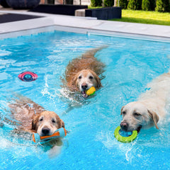 MEWTOGO dumbbell pool toy supports active chewing and fetch