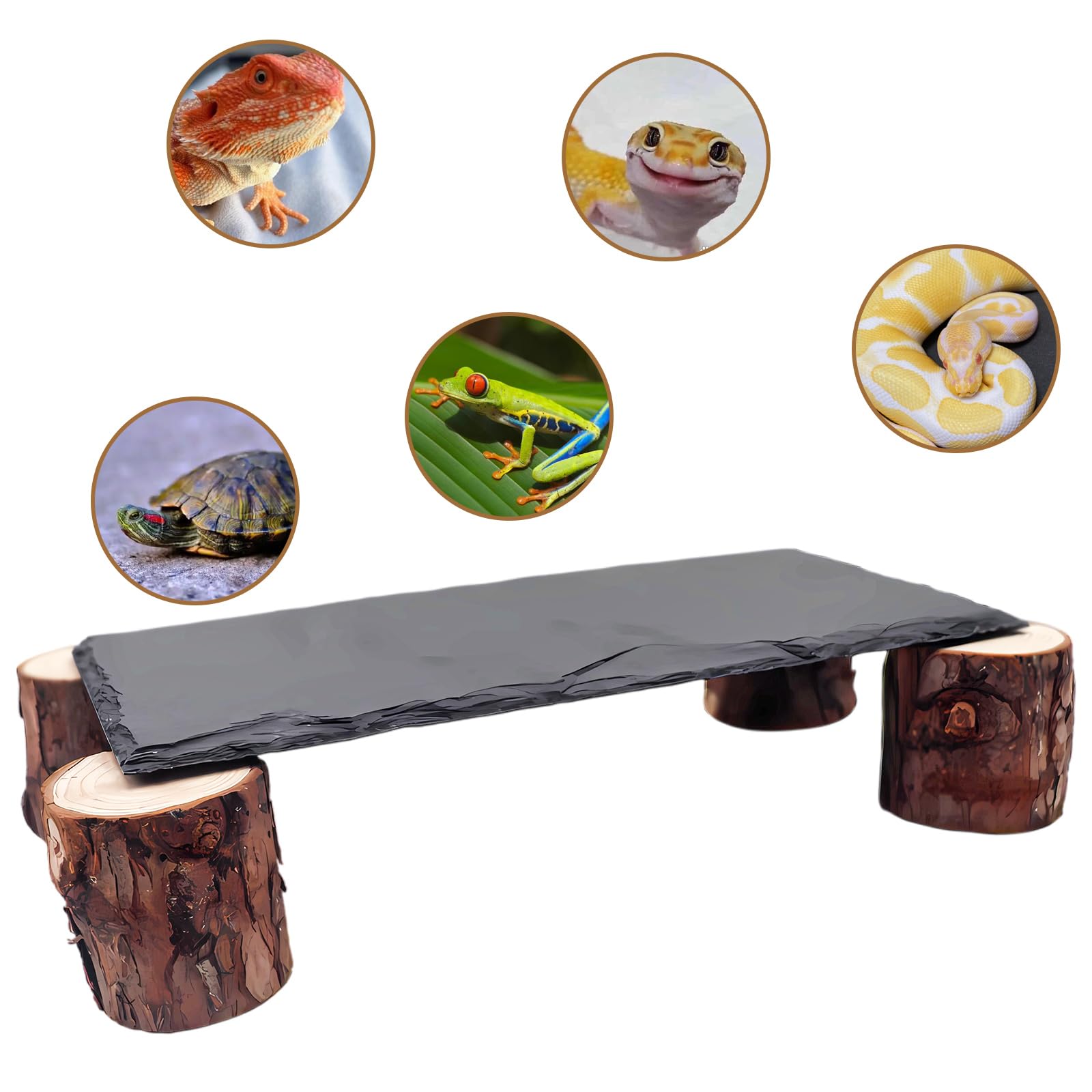 MHLLGN Slate Rock Terrarium Design adds natural aesthetics and enrichment.