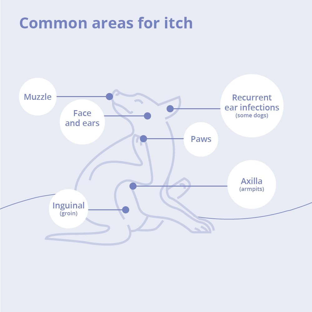 Cat face care using MiconaHex+Triz wipe for healthy skin.