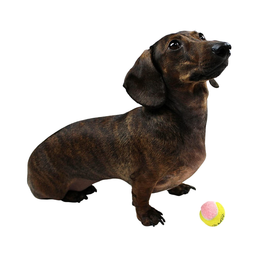 Midlee X-Small tennis ball yellow pink, ideal for tiny dogs during fetch