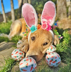 Midlee Easter carrot dog tennis ball enhances outdoor fetch with bright design