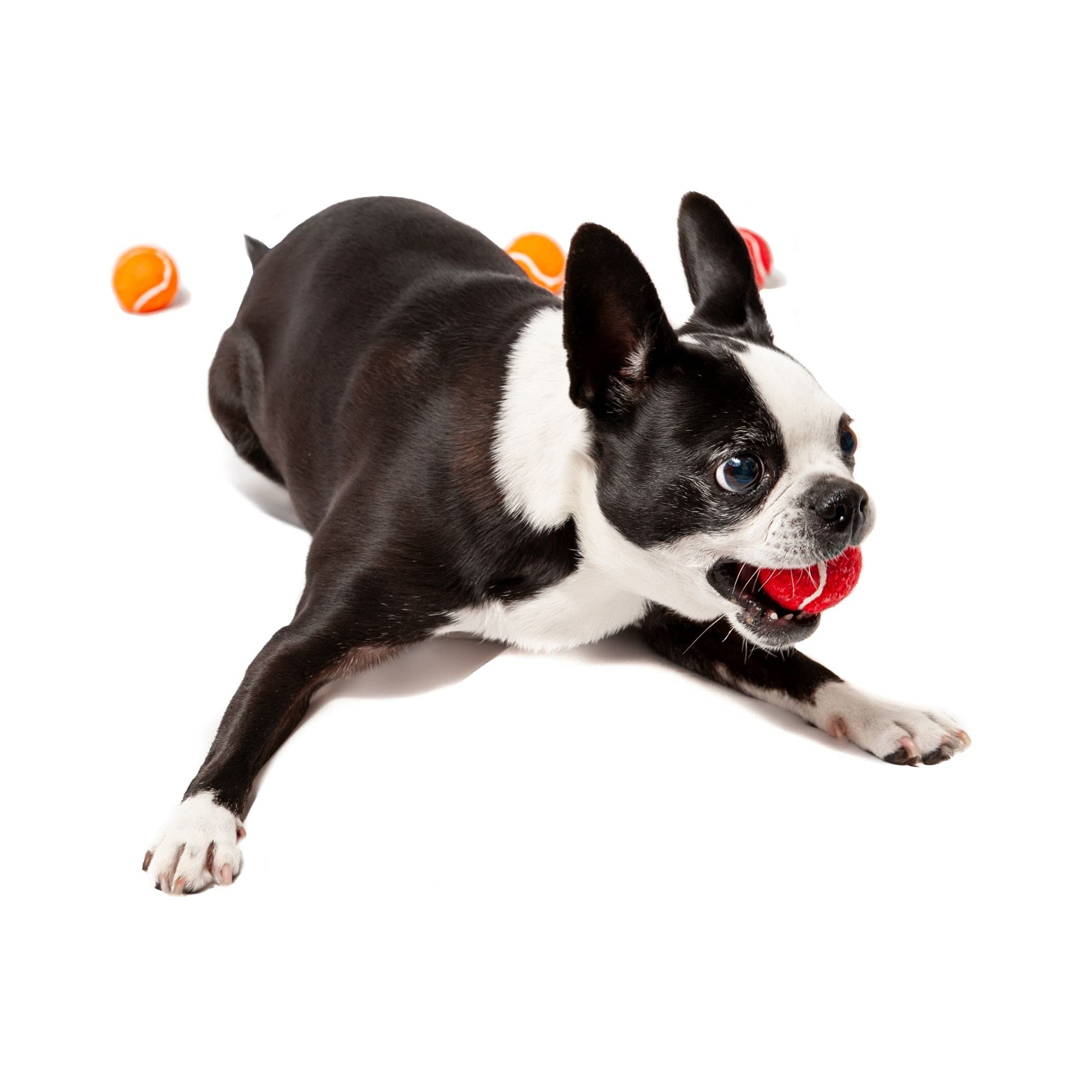 Midlee Mini twelve pack of balls in six colors for varied fetch