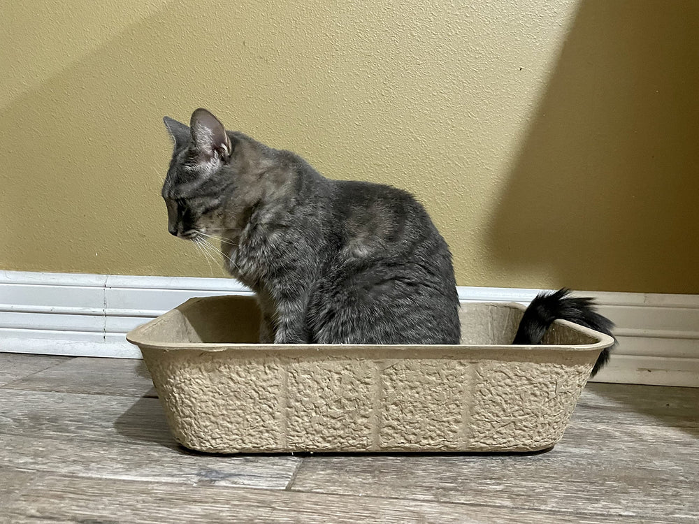 Midlee pack-5 cat litter boxes shown for convenient bulk purchase.