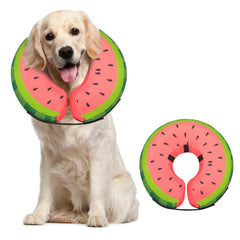 MIDOG soft inflatable dog cone on dog protecting wounds.